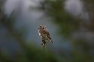 Eurasian pygmy owl is sitting on the tree. Small brown owl in the forest. European birdwatching. 