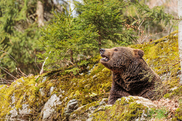 Fototapeta na wymiar male brown bear (Ursus arctos) is behind the rock