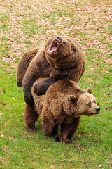 Fototapeta premium brown bear (Ursus arctos) male with female