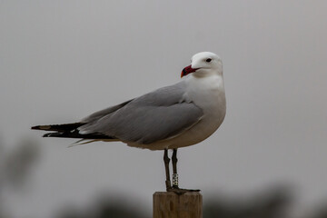 Gaviota de Audouin, Ichthyaetus audouinii sobre un poste.