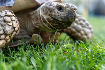 A turtle eats grass , close-up