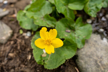 yellow flower in the garden