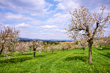 Bl&uuml;hende Kirschb&auml;ume