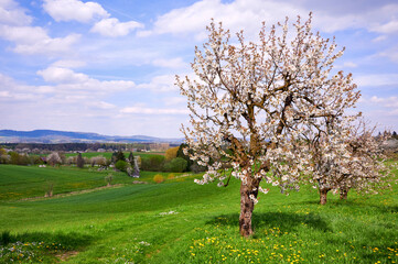 Fototapeta na wymiar Frühlingslandschaft mit blühenden Kirschbäumen in der Fränkischen Schweiz