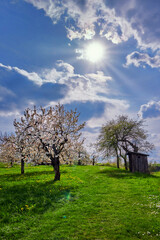 Blühender Kirschbaum im Gegenlicht mit strahlender Sonne