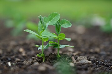 Fresh green pea seedling growing in home organic farm from soil in flower bed.