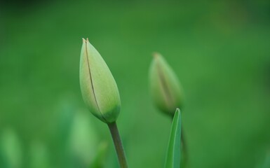 Close-up of a tulip bud in spring on a flower bed on a green background