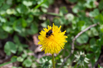 Bumblebee sits on dandelion flower