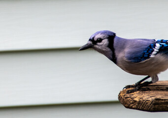 blue jay bird