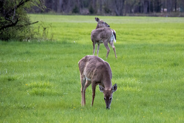 deer in the grass