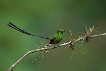 Black-tailed Trainbearer (Lesbia victoriae)  perching on branch, Ecuador 