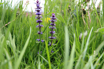 Sommerblume versteckt im hohen Gras