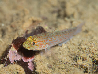 Gobius xanthocephalus, gobio dorado o de cabeza dorada 