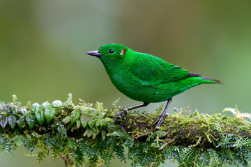 Glistening-green Tanager (Chlorochrysa phoenicotis) perching on branch, Ecuador