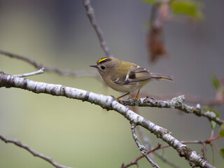 Goldcrest, Regulus regulus