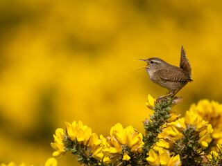 Wren, Troglodytes troglodytes