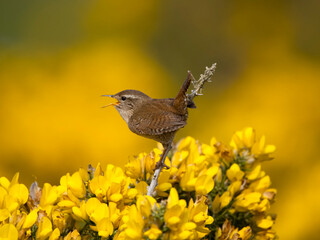 Wren, Troglodytes troglodytes