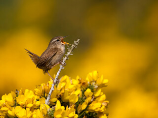 Wren, Troglodytes troglodytes