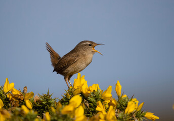 Image of Wren, Troglodytes troglodytes printed on Printed Glass Basin Splashbacks