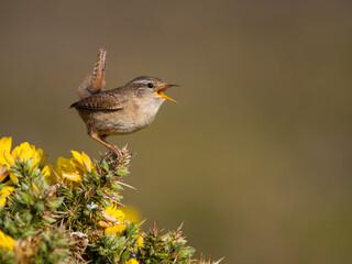 Wren, Troglodytes troglodytes