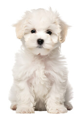 Obraz premium bichon frise puppy isolated on a transparent background, generative ai
