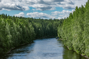Fototapeta premium River in the summer forest.