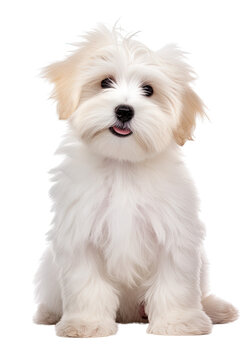 coton de tulear puppy isolated on a transparent background, generative ai