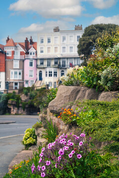 Pretty pink flowers in the rocks of the Madeira Walk gardens on the East Cliff of Ramsgate, Kent UK.