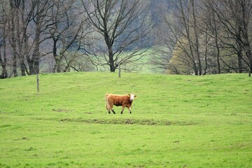 Krowa spacerująca po pastwisku