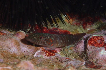 Lepadogaster candolii, chafarrocas