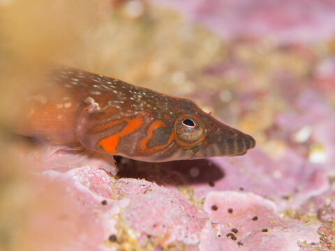 Lepadogaster candolii, chafarrocas