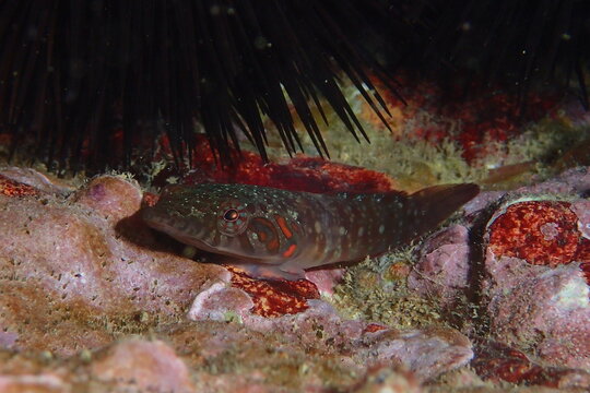 Lepadogaster candolii, chafarrocas