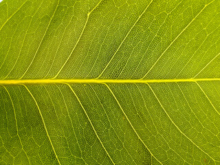 Leaves and texture details of the rubber tree grown in the Aegean region