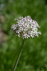 アリウム・ニグラム