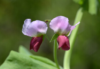 エンドウ豆の花