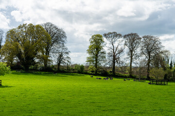 trees in the park