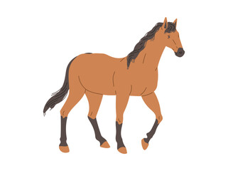 Thoroughbred racing horse standing profile, flat vector illustration isolated.