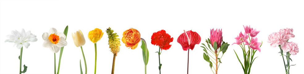 Obraz premium Set of many different flowers on white background