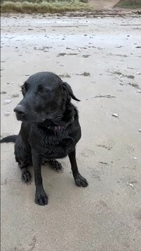A black labrador retriever dog sits on a beach on a windy day with ears flapping wildly in slow motion - Devon, UK