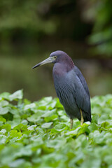 Naklejka premium Little-blue Heron