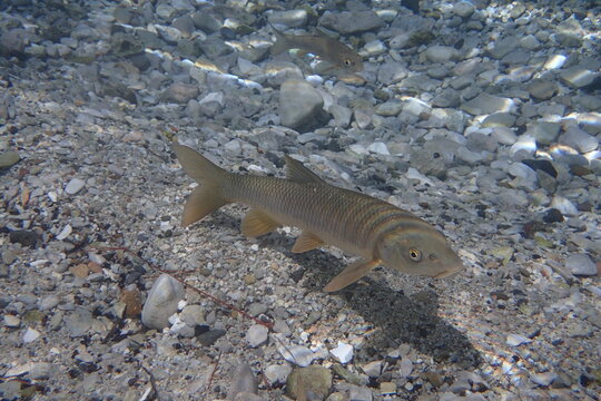 Luciobarbus sclateri, Barbo gitano.
