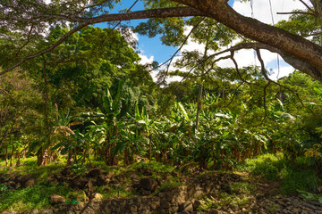 jungle nature outdoor. green jungle nature. jungle nature or rainforest. photo of jungle nature