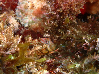 Microlipophrys canevae, blénido de Caneva.