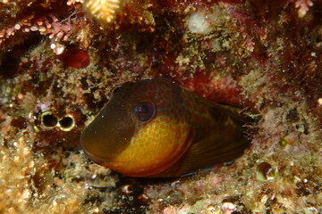 Microlipophrys canevae, blénido de Caneva.