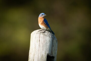 Tims Ford State Park Bluebirds