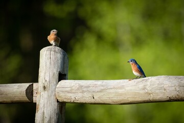 Tims Ford State Park Bluebirds