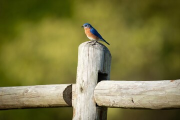 Tims Ford State Park Bluebirds