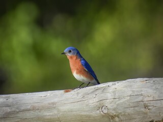 Tims Ford State Park Bluebirds