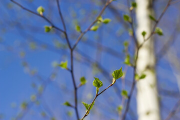 birch tree spring branch with little green leaves and the sky in the background