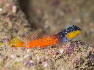 Microlipophrys nigriceps, bl&eacute;nido cabecinegro, babosa de mar.